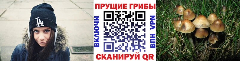 Галлюциногенные грибы мухоморы  купить наркотики сайты  Кострома 